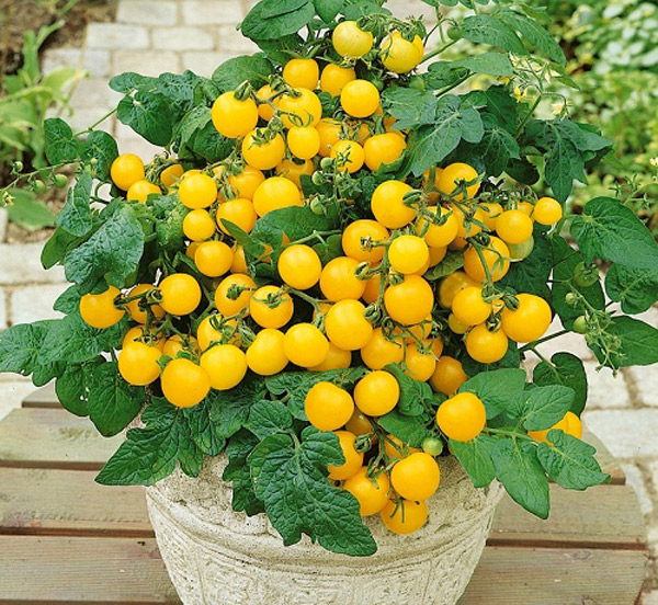 Giống cà chua cherry vàng, dùng để ăn sống, vị ngọt được nhiều cửa hàng chọn bán nhiều vào dịp Tết 