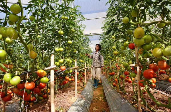 Nhiều giống c&acirc;y trồng được chuyển giao với gi&aacute; tới v&agrave;i tỷ đồng. Ảnh minh họa