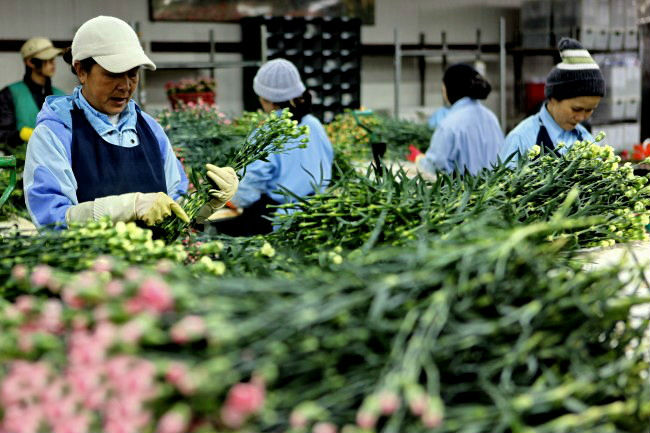 Nhiều giống c&acirc;y trồng, vật nu&ocirc;i được nghi&ecirc;n cứu v&agrave; ph&aacute;t triển tại Học viện N&ocirc;ng nghiệp VN