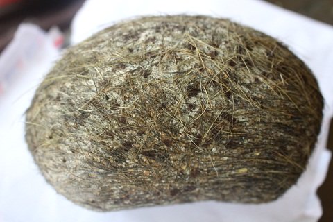 Vật thể lạ nghi l&agrave; &lsquo;c&aacute;t lợn&rsquo; n&agrave;y có mùi thơm như vị thu&ocirc;́c Bắc và có l&ocirc;ng mọc xung quanh r&acirc;́t đẹp