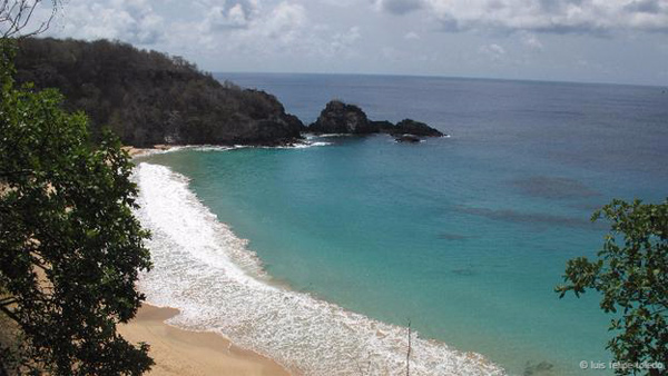 H&ograve;n đảo kỳ lạ ngo&agrave;i khơi bờ biển Brazil do lo&agrave;i c&oacute;c m&ugrave; thống trị