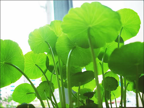 Kỹ thuật trồng c&acirc;y rau m&aacute; T&acirc;y Phi cho l&aacute; to, nhiều nước