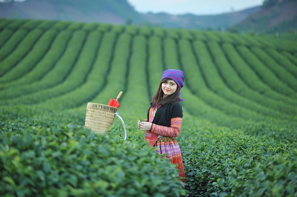 Ở Sơn La - Vào mùa hè bạn sẽ được chiêm ngưỡng một Mộc Châu với những vườn đào má đỏ đang vào mùa thu hoạch, những ngọn chè xanh tận chân trời với những con đường mòn nối miên man từ đồi chè này sang đồi chè khác. Đứng giữa đồi chè, sẽ cảm giác mình nhỏ bé so với cảnh quan thiên nhiên hùng vỹ của núi đồi, của những đồi chè chẳng có chân trời.