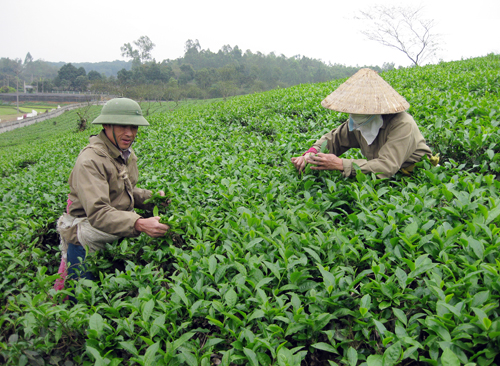 N&acirc;ng cao năng suất, chất lượng c&acirc;y ch&egrave;