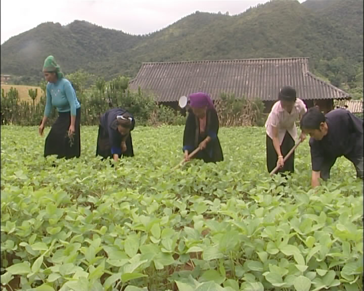 M&ocirc; h&igrave;nh trồng đậu tương