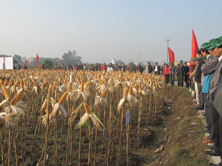 Th&acirc;m canh ng&ocirc;