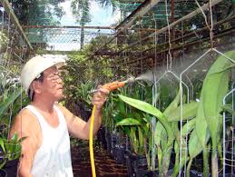Tưới nước v&agrave; b&oacute;n ph&acirc;n l&agrave; những kh&acirc;u quan trọng trong kỹ thuật trồng c&acirc;y c&oacute; t&aacute;c động đến chất lượng hoa