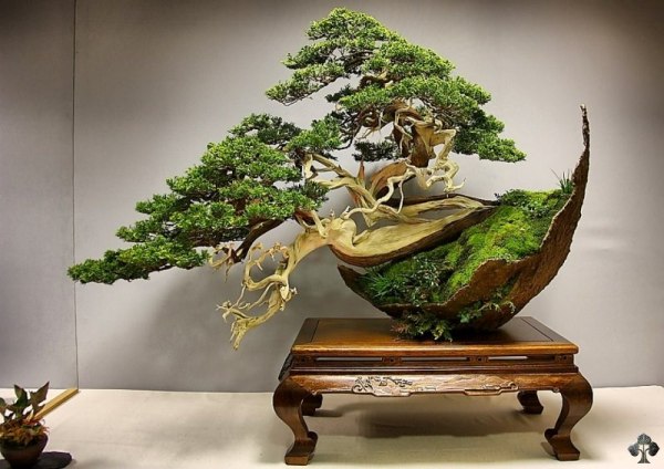 Kỹ thuật trồng cây, thay đất, sang chậu đều nhằm mục đích cho ra những chậu cảnh đẹp nhất Kỹ thuật trồng cây, thay đất, sang chậu đều nhằm mục đích cho ra những chậu cảnh đẹp nhất