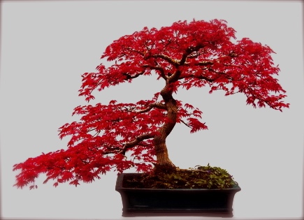Chú ý một chút đến việc thay đất sang chậu trong kỹ thuật trồng cây cảnh bonsai sẽ cho ra những chậu cây như ý Chú ý một chút đến việc thay đất sang chậu trong kỹ thuật trồng cây cảnh bonsai sẽ cho ra những chậu cây như ý