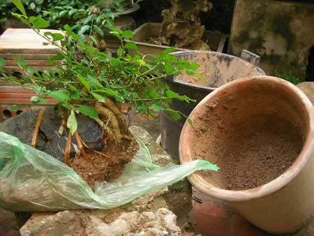 Kỹ thuật trồng cây trở lại chậu cũng cần được chú ý Kỹ thuật trồng cây trở lại chậu cũng cần được chú ý