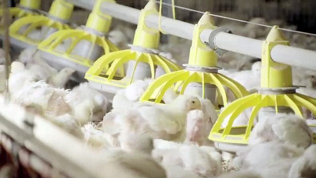 Những ch&uacute; g&agrave; KFC chỉ c&oacute; v&ograve;ng đời 35 ng&agrave;y trước khi chết bởi kh&iacute; gas