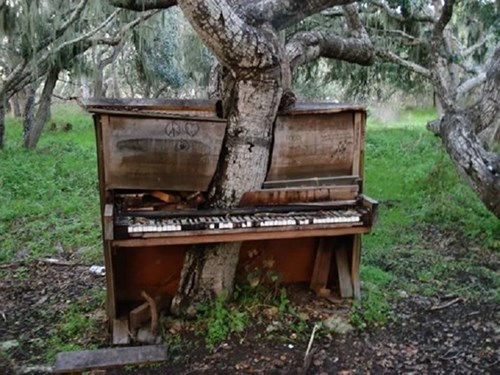 Chiếc đ&agrave;n piano n&agrave;y bị 1 c&aacute;i c&acirc;y mọc xuy&ecirc;n qua