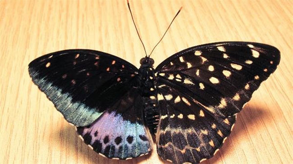 Đ&acirc;y l&agrave; kh&aacute;m ph&aacute; thế giới đầy th&uacute; vị về lo&agrave;i bướm