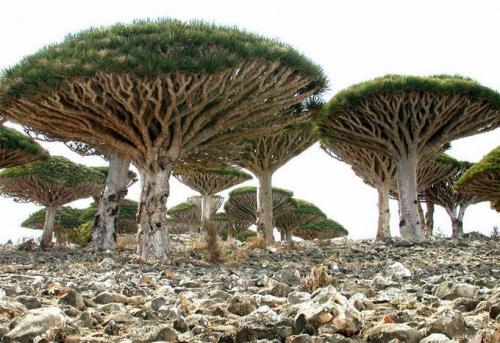 Đảo Socotra sở hữu nhiều lo&agrave;i 13Win19 thể thao, đá gà, bắn cá, game bài, nổ hũ độc đ&aacute;o
