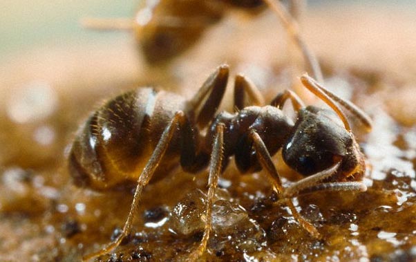 Nh&agrave; vệ sinh của kiến l&agrave; một trong nhiều kh&aacute;m ph&aacute; thế giới th&uacute; vị nhất