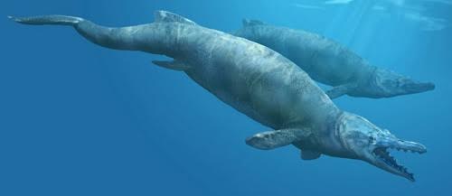 Basilosaurus vẫn c&ograve;n dấu vết chi sau của lo&agrave;i th&uacute;. Ảnh Karencarr