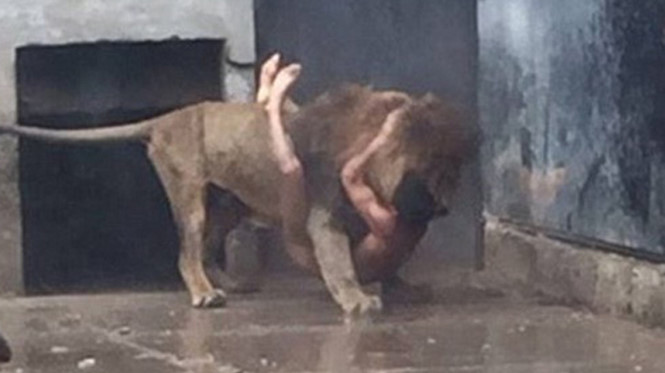 Ch&agrave;ng thanh ni&ecirc;n bị sư tử vồ khi nhảy v&agrave;o chuồng th&uacute;. Ảnh: CNN