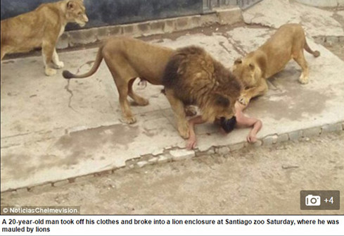 Ch&agrave;ng trai liều lĩnh đ&atilde; bị thương t&iacute;ch nghi&ecirc;m trọng sau khi đ&ugrave;a với sư tử. Ảnh: Daily Mail