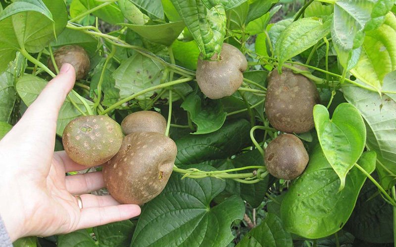 Ở Việt Nam, giống khoai dưa leo xuất hiện nhiều nh&aacute;nh ở b&igrave;a rừng c&aacute;c v&ugrave;ng đất bazan