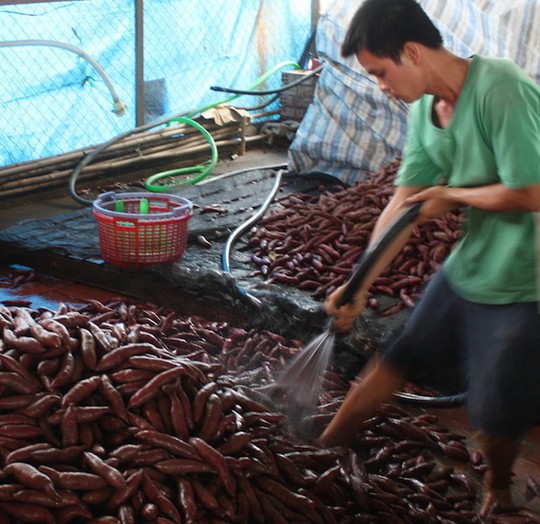 Rất nhiều nông dân trồng khoai lang tại Vĩnh Long lỗ nặng do phía Trung Quốc không ăn hàng. Rất nhiều nông dân trồng khoai lang tại Vĩnh Long lỗ nặng do phía Trung Quốc không ăn hàng.