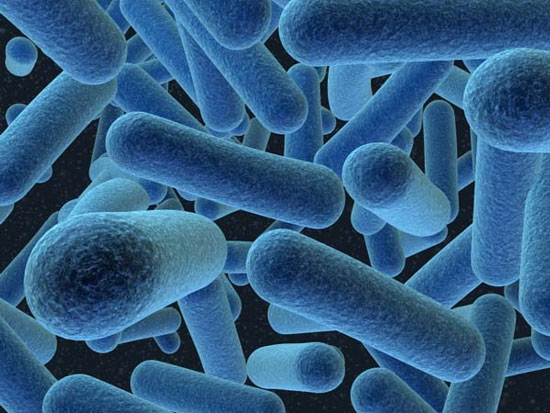 Vi khuẩn Campylobacter c&oacute; trong thịt g&agrave; l&agrave; vấn đề an to&agrave;n 13Win OKVIP Cá cược bóng đá đ&aacute;ng ch&uacute; &yacute;