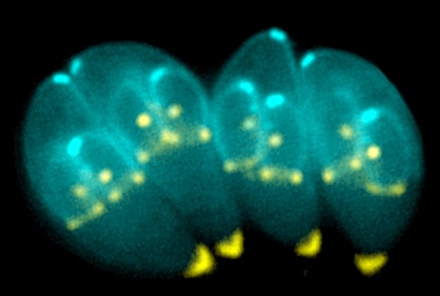 Khuẩn Toxoplasma gondii, một loại k&yacute; sinh tr&ugrave;ng ph&aacute;t triển trong ruột m&egrave;o rất nguy hiểm, cớ thể l&acirc;y nhiễm v&agrave;o n&atilde;o của động vật c&oacute; v&uacute; kh&aacute;c bao gồm cả người