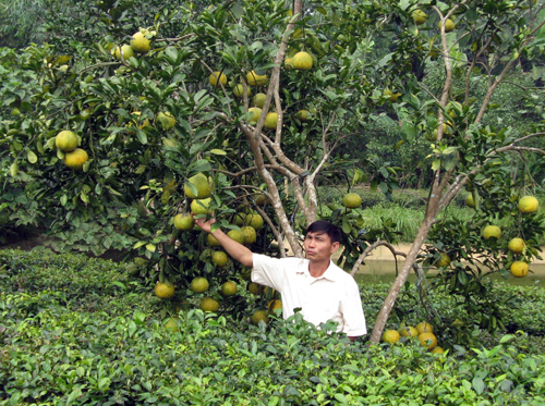Kĩ thuật trồng c&acirc;y bưởi Đoan H&ugrave;ng kh&ocirc;ng kh&oacute;, cho thu nhập cao