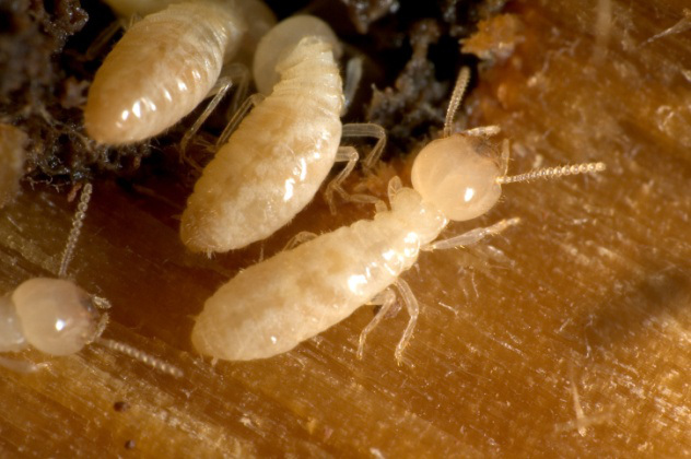 Loài kiến giết người hàng loạt (Crematogaster Striatula) có thể tiết ra một chất độc cực mạnh khiến lũ mối chết hàng loạt. Chúng sử dụng chiêu phát tán chất độc vào không khí, thay vì tiêm nọc độc trực tiếp vào con mồi. Loài kiến giết người hàng loạt (Crematogaster Striatula) có thể tiết ra một chất độc cực mạnh khiến lũ mối chết hàng loạt. Chúng sử dụng chiêu phát tán chất độc vào không khí, thay vì tiêm nọc độc trực tiếp vào con mồi.