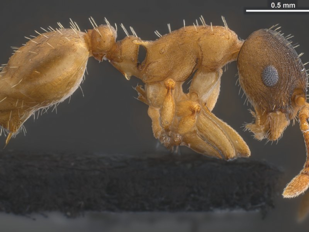 Loài kiến tàng hình (Temnothorax Pilagens) không có kiến thợ nên chúng đi ăn cướp ấu trùng của loài kiến khác để biến chúng thành nô lệ, phục vụ cho mình. Các nhà khoa học cho rằng loài kiến này có khả năng tiết ra một chất giúp chúng Loài kiến tàng hình (Temnothorax Pilagens) không có kiến thợ nên chúng đi ăn cướp ấu trùng của loài kiến khác để biến chúng thành nô lệ, phục vụ cho mình. Các nhà khoa học cho rằng loài kiến này có khả năng tiết ra một chất giúp chúng