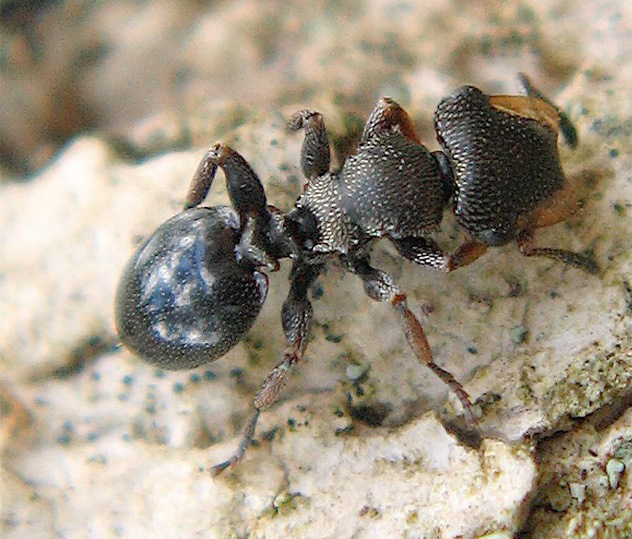 Loài kiến trùm đột nhập (Cephalotes Specularis) còn có tên gọi là kiến gương mai rùa, có khả năng đột nhập và bắt trước kẻ thù từ cách di chuyển cho đến hành động, tuy nhiên không được phép gần gũi kẻ địch mặc dù chúng đang rất gần với kẻ thù và ăn cắp 13Win1 nhập link nhà cái của kẻ khác. Loài kiến trùm đột nhập (Cephalotes Specularis) còn có tên gọi là kiến gương mai rùa, có khả năng đột nhập và bắt trước kẻ thù từ cách di chuyển cho đến hành động, tuy nhiên không được phép gần gũi kẻ địch mặc dù chúng đang rất gần với kẻ thù và ăn cắp 13Win1 nhập link nhà cái của kẻ khác.