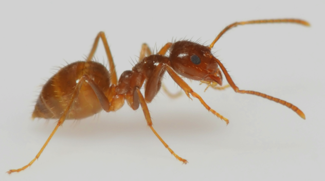 Một trong những loài kiến lạ nhất trên thế giới là kiến điên Tawny (Nylanderia Fulva). Sở dĩ loài này bị gọi vậy là do nó có khả năng giết chết nhiều sinh vật có kích thước lớn hơn mình rất nhiều. Một trong những loài kiến lạ nhất trên thế giới là kiến điên Tawny (Nylanderia Fulva). Sở dĩ loài này bị gọi vậy là do nó có khả năng giết chết nhiều sinh vật có kích thước lớn hơn mình rất nhiều.