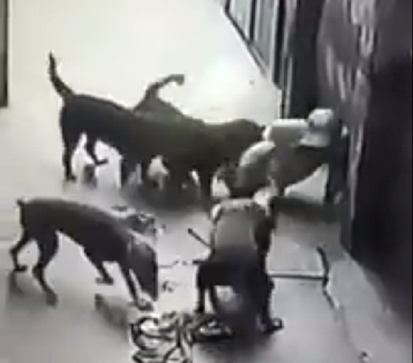 Ch&oacute; T&acirc;y cắn chủ