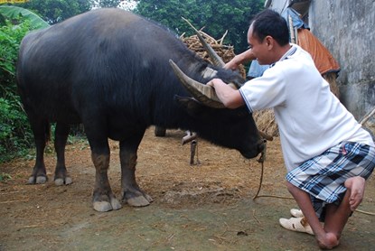 Mới đ&acirc;y, xuất hiện con tr&acirc;u lạ 9 kho&aacute;y cửu long 'kh&ocirc;n nhất trần đời' ở Ninh B&igrave;nh