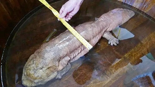 Kỳ nh&ocirc;ng khổng lồ d&agrave;i tới 0,83m v&agrave; nặng 5,5kg