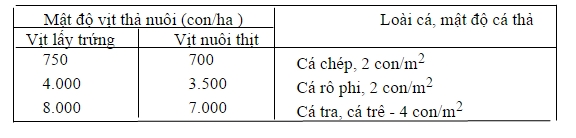 Mật độ thả vịt c&aacute; trong ao 