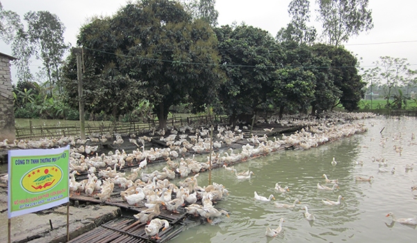 Trong kỹ thuật chăn nu&ocirc;i vịt - c&aacute; kết hợp cần quan t&acirc;m đến mật độ vịt v&agrave; c&aacute; trong ao