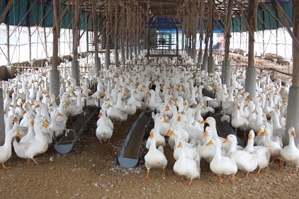 B&agrave; con cần nắm vững kỹ thuật chăn nu&ocirc;i vịt trong chuồng ho&agrave;n to&agrave;n để đạt kết quả cao nhất