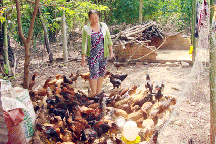 Trong kỹ thuật chăn nu&ocirc;i g&agrave; thả vườn, c&ocirc;ng t&aacute;c vệ sinh ph&ograve;ng bệnh l&agrave; một c&ocirc;ng đoạn rất quan trọng g&oacute;p phần quyết định chất lượng g&agrave;