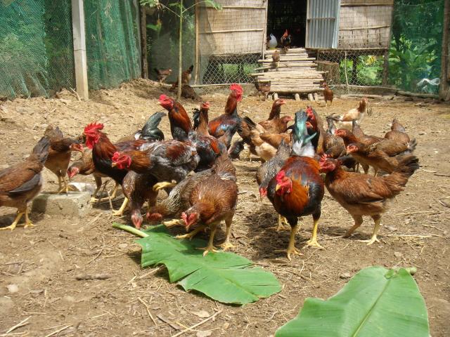 Để đạt năng suất gà cao nhất người nuôi nên nắm vững kỹ thuật chăn nuôi Để đạt năng suất gà cao nhất người nuôi nên nắm vững kỹ thuật chăn nuôi