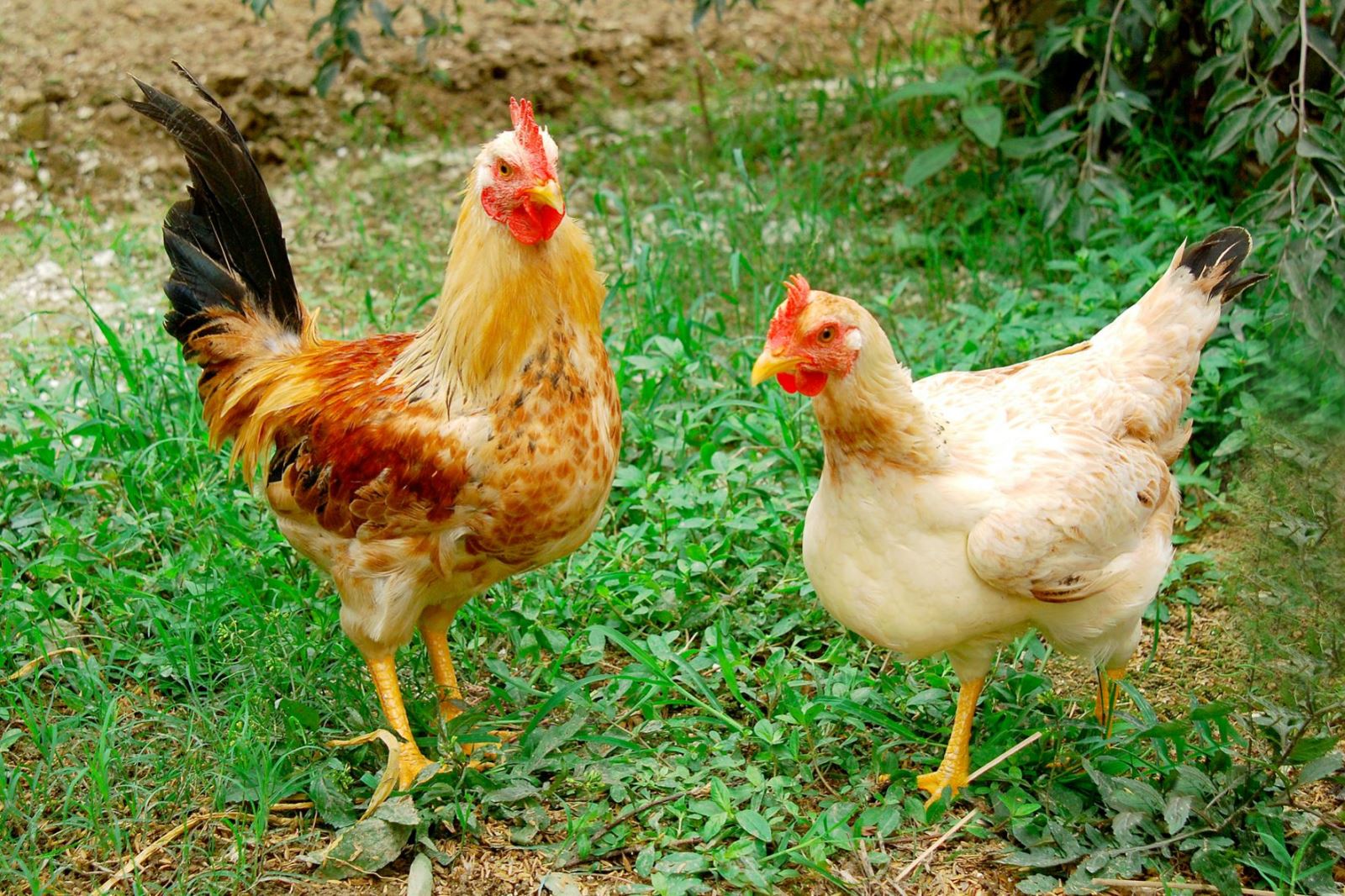Kỹ thuật chăn nuôi gà thả vườn có nhiều yêu cầu về dụng cụ, chuồng trại cũng như bãi chăn thả Kỹ thuật chăn nuôi gà thả vườn có nhiều yêu cầu về dụng cụ, chuồng trại cũng như bãi chăn thả