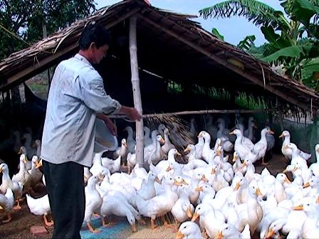 Nắm vững kỹ thuật chăn nu&ocirc;i gi&uacute;p n&acirc;ng cao năng suất v&agrave; chất lượng vịt