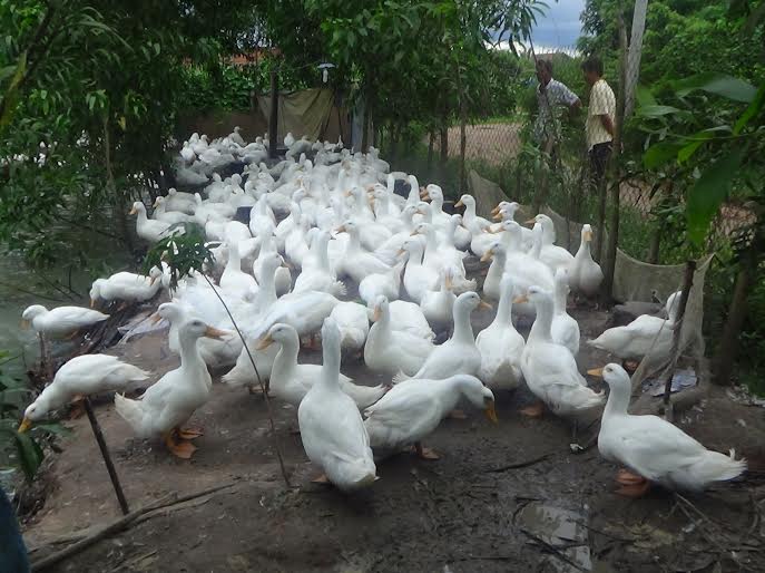 Kỹ thuật chăn nu&ocirc;i vịt c&oacute; y&ecirc;u cầu cao về chế độ 13Win1 nhập link nhà cái, nước uống cho vịt
