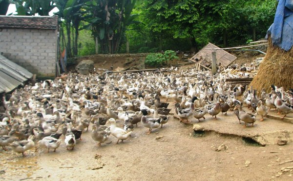 Nắm vững kỹ thuật chăn nu&ocirc;i vịt gi&uacute;p b&agrave; con đạt năng suất, chất lượng vịt cao