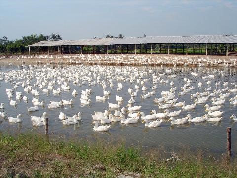 B&agrave; con cần nắm vững kỹ thuật chăn nu&ocirc;i trước khi thực hiện m&ocirc; h&igrave;nh chăn nu&ocirc;i vit v&agrave; c&aacute; kết hợp