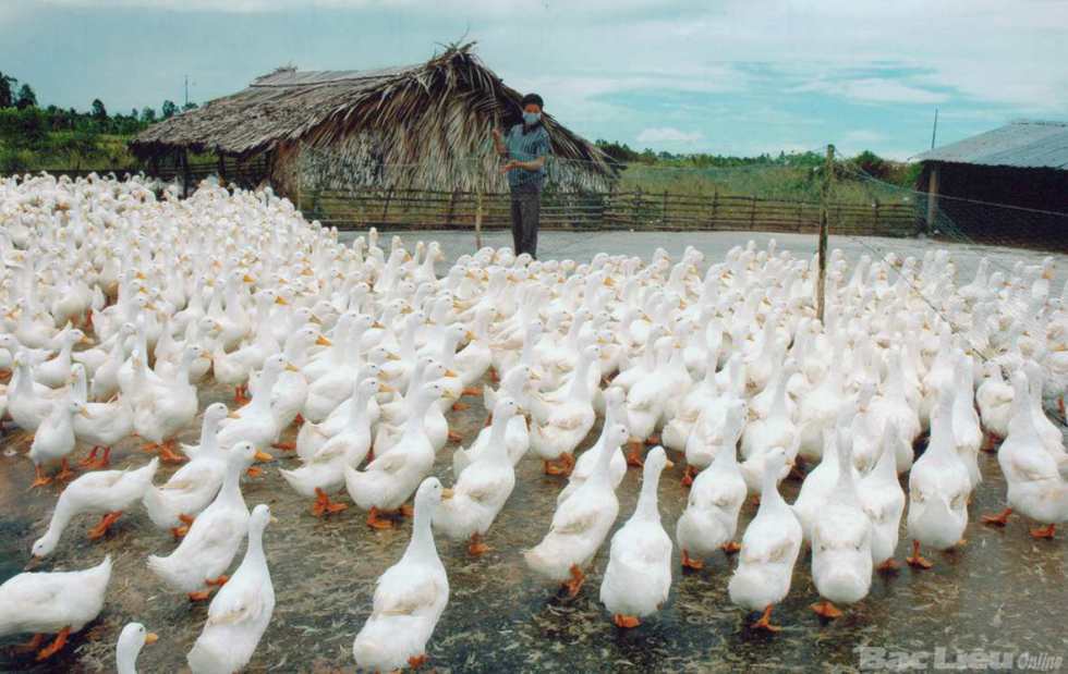 Trước khi đem b&aacute;n, n&ecirc;n vỗ b&eacute;o vịt trong v&agrave;i ng&agrave;y cho đến khi vịt đạt mức c&acirc;n ti&ecirc;u chuẩn