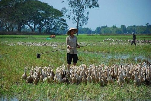 Nắm vững kỹ thuật chăn nu&ocirc;i vịt thả đồng gi&uacute;p b&agrave; con đạt năng suất chăn nu&ocirc;i cao nhất