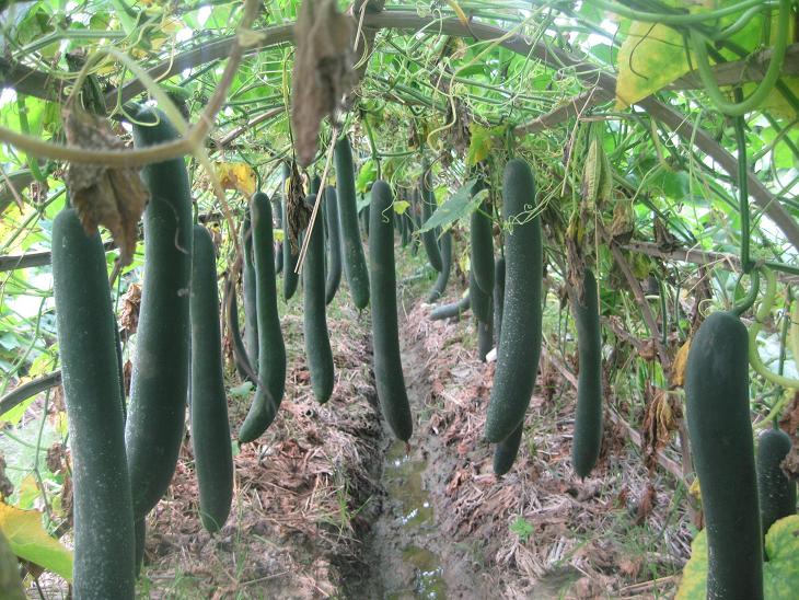 Biết kỹ thuật trồng b&iacute; đao tr&aacute;i vụ sẽ cho thu nhập cao