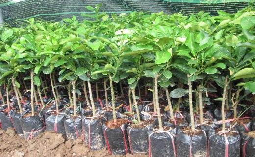 Chọn giống bưởi Diễn chuẩn l&agrave; kh&acirc;u quan trọng trong kỹ thuật trồng c&acirc;y bưởi Diễn