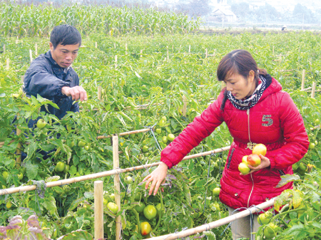 Cần chăm s&oacute;c, b&oacute;n ph&acirc;n, tỉa c&agrave;nh đ&uacute;ng giai đoạn
