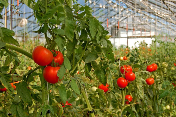 Kỹ thuật trồng c&agrave; chua an to&agrave;n kh&ocirc;ng kh&oacute; v&agrave; c&oacute; thể cho hiệu quả cao
